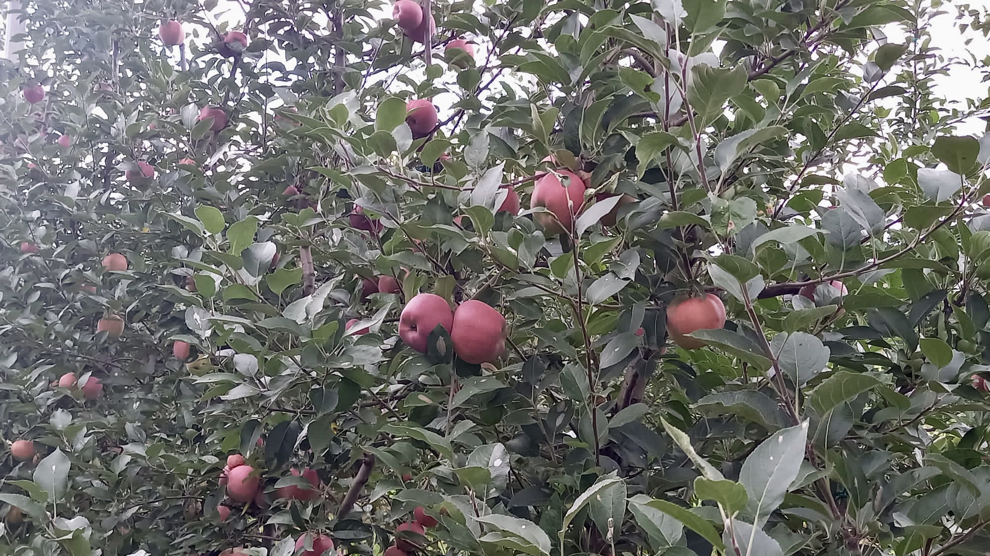 Zamjenik župana Mihael Jurić i pročelnica Upravnog odjela za poljoprivredu, ruralni razvoj, zaštitu okoliša i prirode Anita Sinjeri-Ibrišević su u petak, 2. rujna 2022. godine, u Katoličkom Selišću u voćnjaku obrta AGRO ALMA obilježiti početak berbe jabuka u Moslavini – Jabuka crvenika.